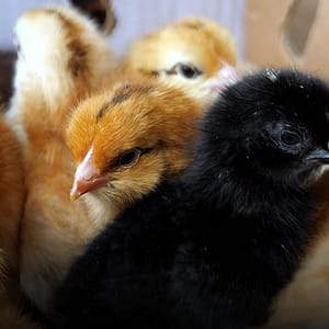 Poussin goliath